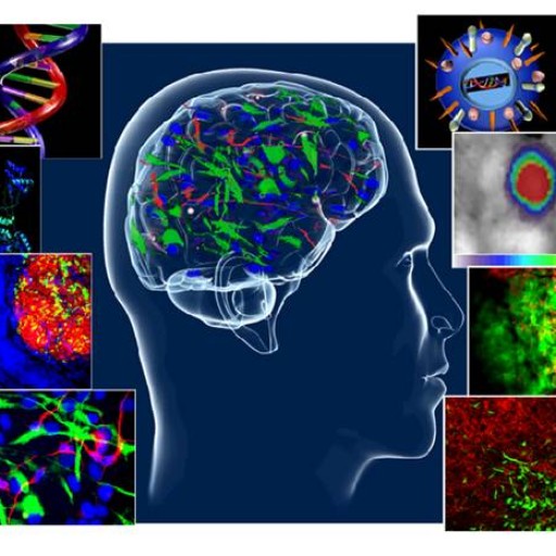 Composite of CSTI research imaging: fluorescently labelled stem cells, tumour cells and brain tissue arranged around an illustration of the human head and brain.